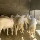 طليان صنف العدد 6