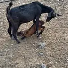 ثنتين غنم تحت ثنتين جفار