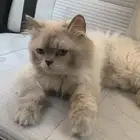 قط شرازي للتبني