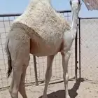 للبيع قعود طايش بري
