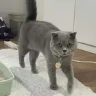 قط سكوتش فولد لتبني ذكر