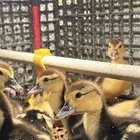 بط بكين فراريج دجاج صوص بط مصري وبكين