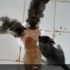 قطاوة