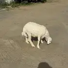 ذبائح ضيفه وثلاجات مزارع الزهراني