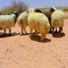 نعيم جذعان طليان