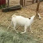 عناق ذبيحه مقفله