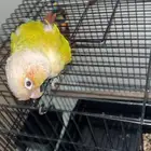 كنيور اليف هدهد داخل البيت عنده كم كلمه غير مفهومه