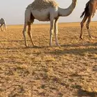 قعود قصب كفو