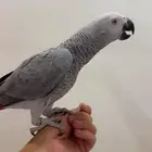 ببغاء كاسكو