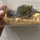 فرخ بادجي ( تم البيع )