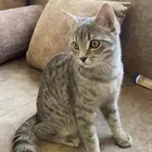 قط تبني