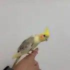 كروان اليف