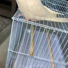 كروان البينو اليف