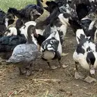 بط مصري ممتاز