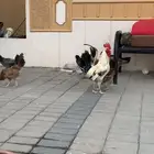 دجاج بلدي