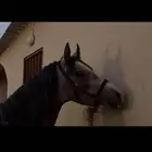 مهر