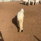 سواكن طيبه وجبر وفاخر مع الذبح والتوصيل