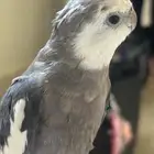 طير كروان كوكتيل مفقود بحي الفيحاء