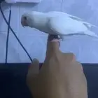 فرخ روز البينو عيون حمر اليف هدد داخلي