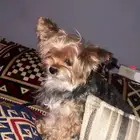 كلب يورك شير انثى