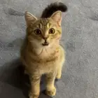 قطتين سكواتش ذكر و انثى