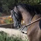 حصان شعبي شيخ