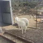 طليان (تم البيع )