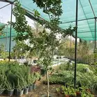 برتقال ترنج ليمون اشجار حمضيات