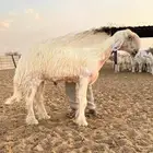 فحل عيسي فاخر