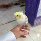 طير كروان أنثى العمر 7 شهور أليف