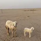 حريات