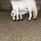 نعجه والد