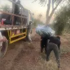 اشجار زيتون