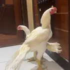 جوز اذناب الهند نوادر فاخر جدا ماشاءالله تبارك الرحمن