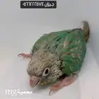 فروخ كنيور و كروان وروز.