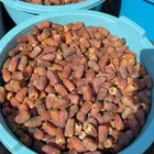 داحسية فاخرة حبة كبير ومطوقة