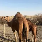 للبيع خلفه بكره وتحتها بكره ساحليه