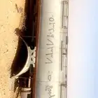 تانكي عايدي