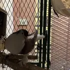 حمام شيرازي جامبو   تم البيع