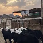 طليان نجد ذبايح جدعان