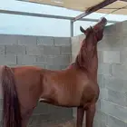 حصان واهو