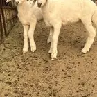 طلي ورخل نضيفه شرط