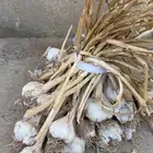 ثوم بلدي نضيف شرط حبة كبيرة