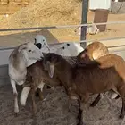 للبيع سواكن مرابي