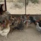 دجاج بلدي للبيع