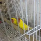 جوز روز منتج الصحة الحمدلله مو أليف حق انتاج مع كامل ملحقات