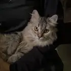 قطة للتبني