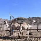 حشو سمان