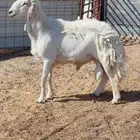 فحل حري وفحول تيوس شرط القريع ومنتجه العداد كلها 3