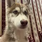 كلب هاسكي سايبيري العمر ثلالث شهور اليف